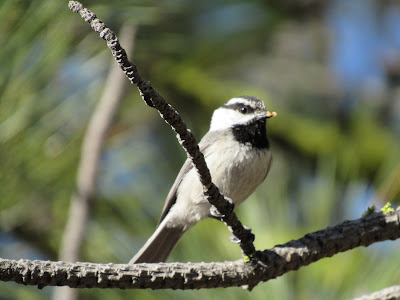 Lassen Volcanic National Park California birding