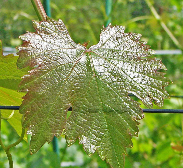 Почему листья винограда. Виноград Богема лист. Одиум листьев винограда. Красные прожилки на листьях винограда. Молодые листья винограда.