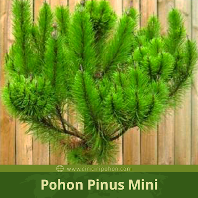 Ciri Ciri Pohon Pinus