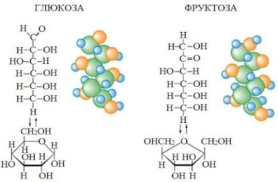 9%2B%25D1%2583%25D0%25B3%25D0%25BB В результате чего образуются моносахариды
