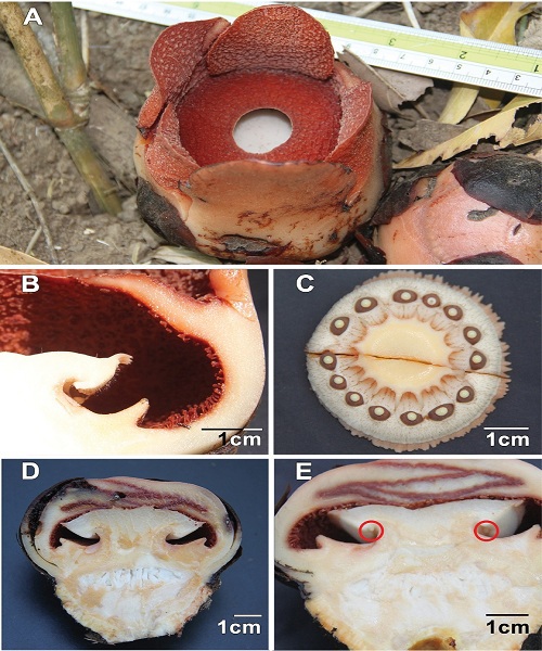 [Image: Hoa-xac-thoi-ti-hon-trong-rung-mua-Philippines-5.jpg]