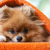 15 Reasons to Have a Pomeranian in Your House