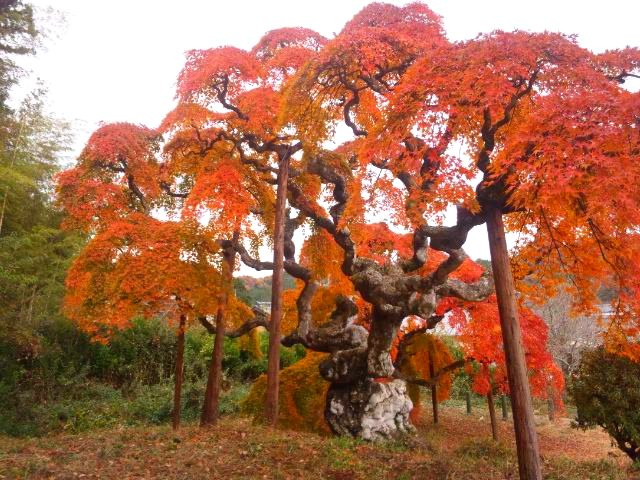 11月 2012 ファーマーズハウスさわ