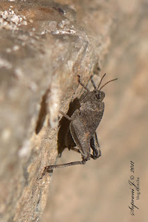 Long-horned Groundhopper (Tetrix tenuicornis)