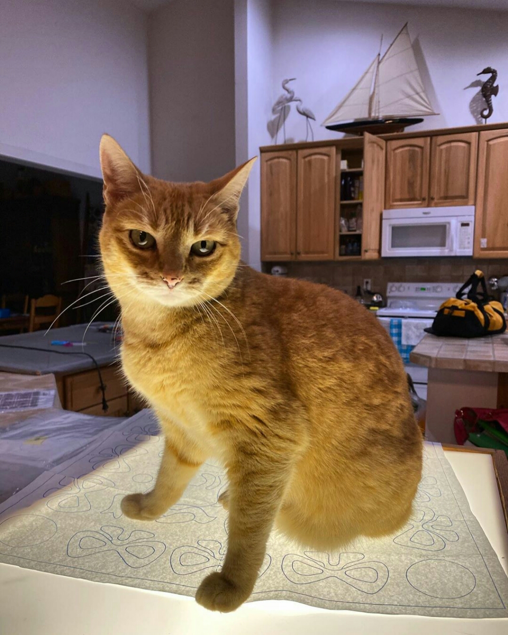 Cat Years To Human Years Cat Years To Human Years