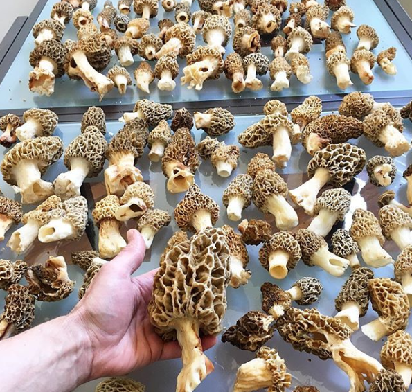 Mushroom business in Chiplun Mushroom cultivation Biobritte mushrooms