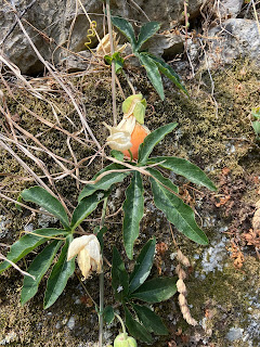 Passion Flower - Passiflora caerula