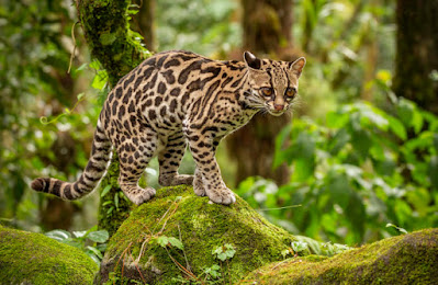 alt="leopardus wuedii en la selva su habitat"