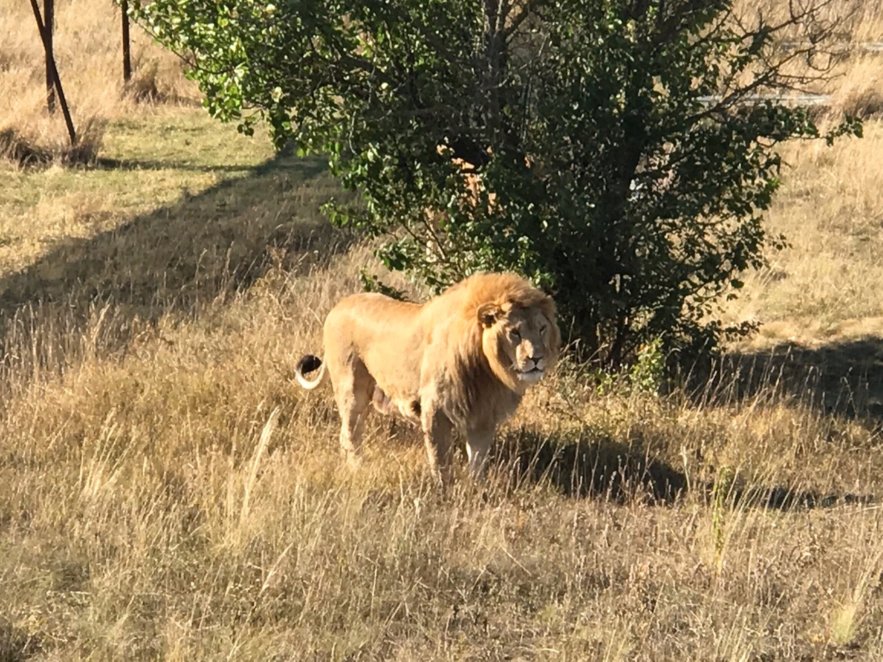 Парк львов тайган. Парк тайган крым. Тайган порода собак. Тайган сафари парк львов владелец. Тайган изюминка крыма.