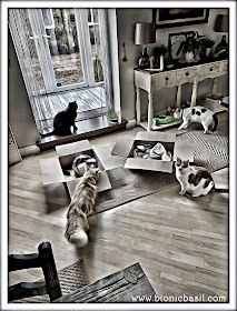 Five Cats And Two Boxes ©BionicBasil® Caturday Art Hop