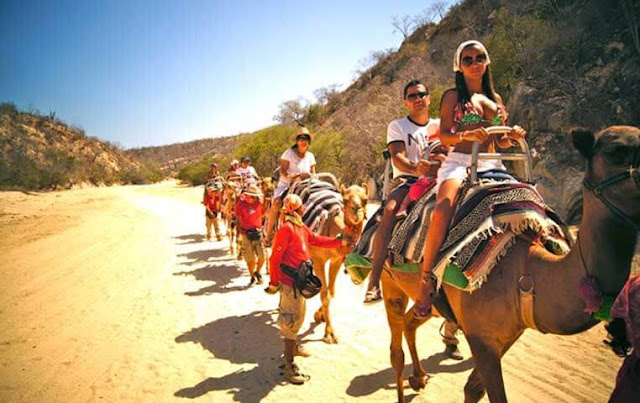 Camel Ride in Los Cabos Camel Ride in Cabo San Lucas