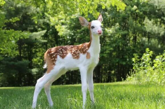 الريم الأبيض النادر