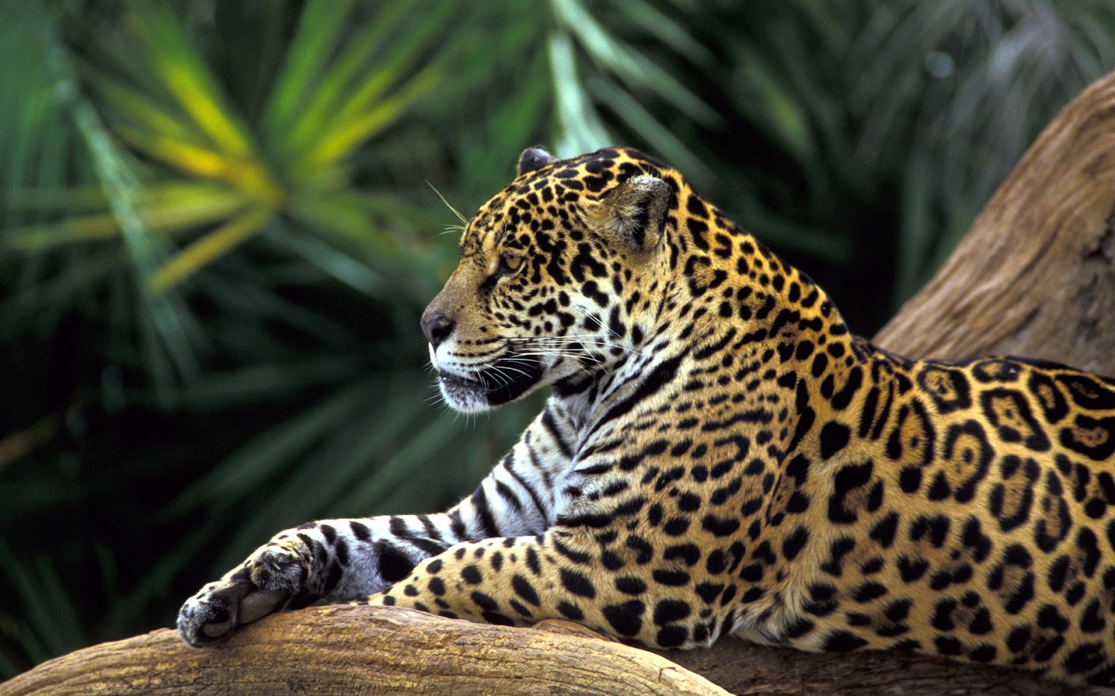 http://1.bp.blogspot.com/-7ZlcEmTqMaM/T-qNvI2-JdI/AAAAAAAAIsU/VQ1Zv6XyqU0/s1600/brazil-leopard-jungle-windows7-theme.jpg
