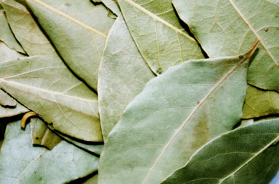 Daun Salam Atau Bay leaf bumbu utama di kuliner