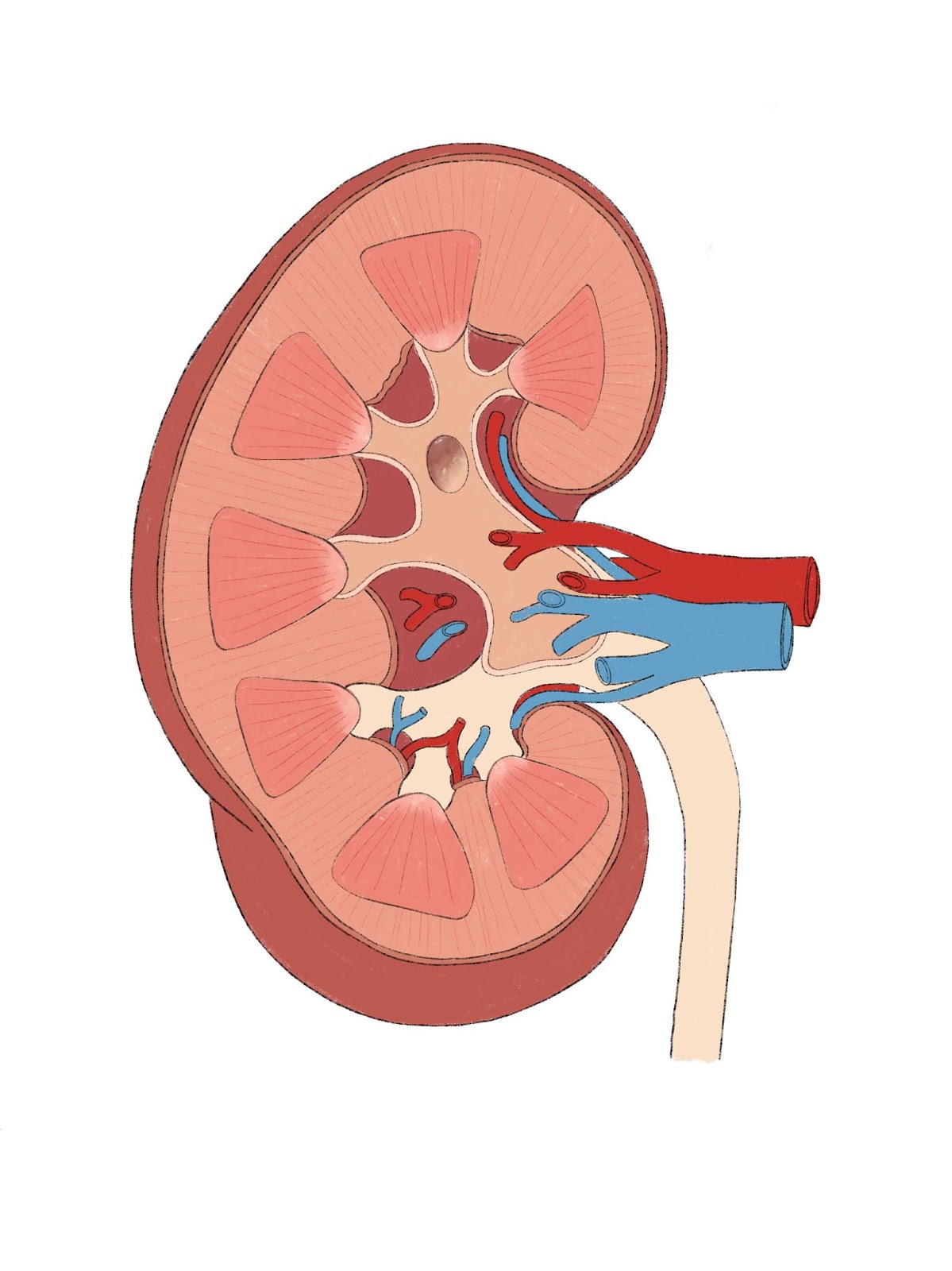 Just a Blog: Urinary system diagrams