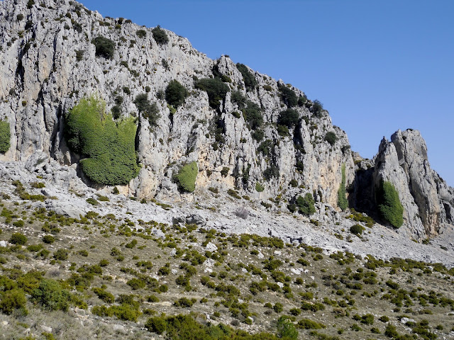 Hedres de la Canal de la Mallada del Llop