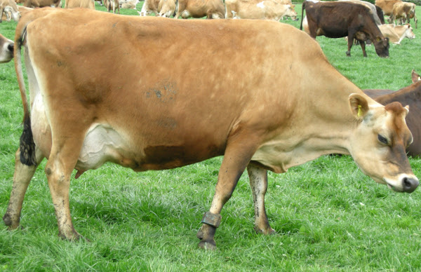 jersey cow, jersey cattle, jersey cow picture, jersey cow photo