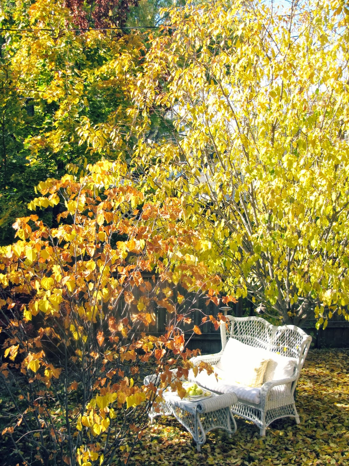 Fall in my Backyard