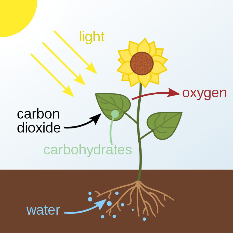 essay about photosynthesis process