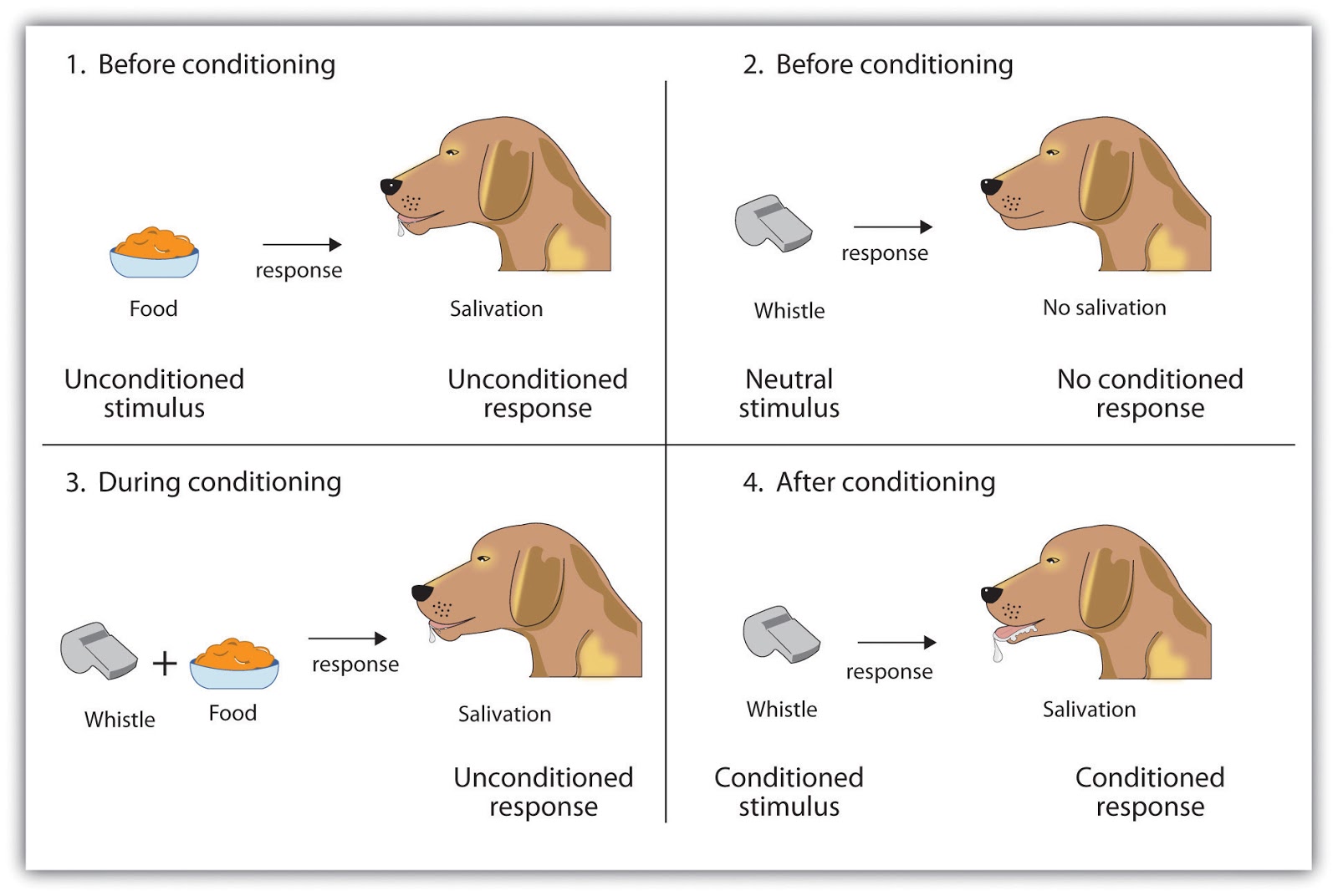 pavlov dog training