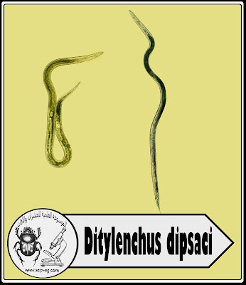 Ditylenchus dipsaci نيماتودا السوق والأبصال