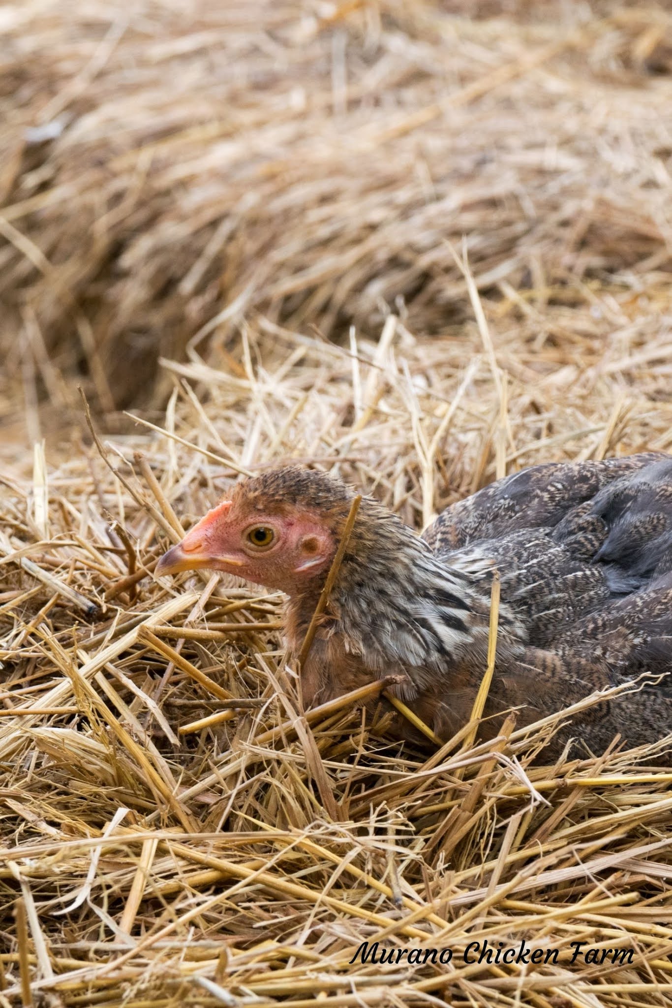 Using straw as coop bedding Murano Chicken Farm