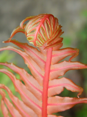 Brazilian Tree Fern Blechnum brasiliense at Toronto's Allan Gardens Conservatory 2016 Spring Flower Show by Paul Jung Gardening Services