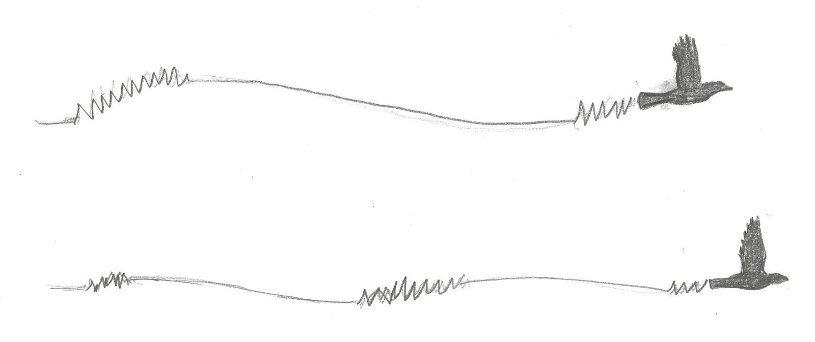 How to identify birds in flight Greg in San Diego