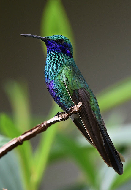 humming bird humming bird