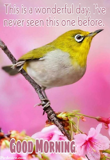 50 Beautiful Good Morning Quotes and Saying 50 Beautiful Good Morning Quotes and Saying
