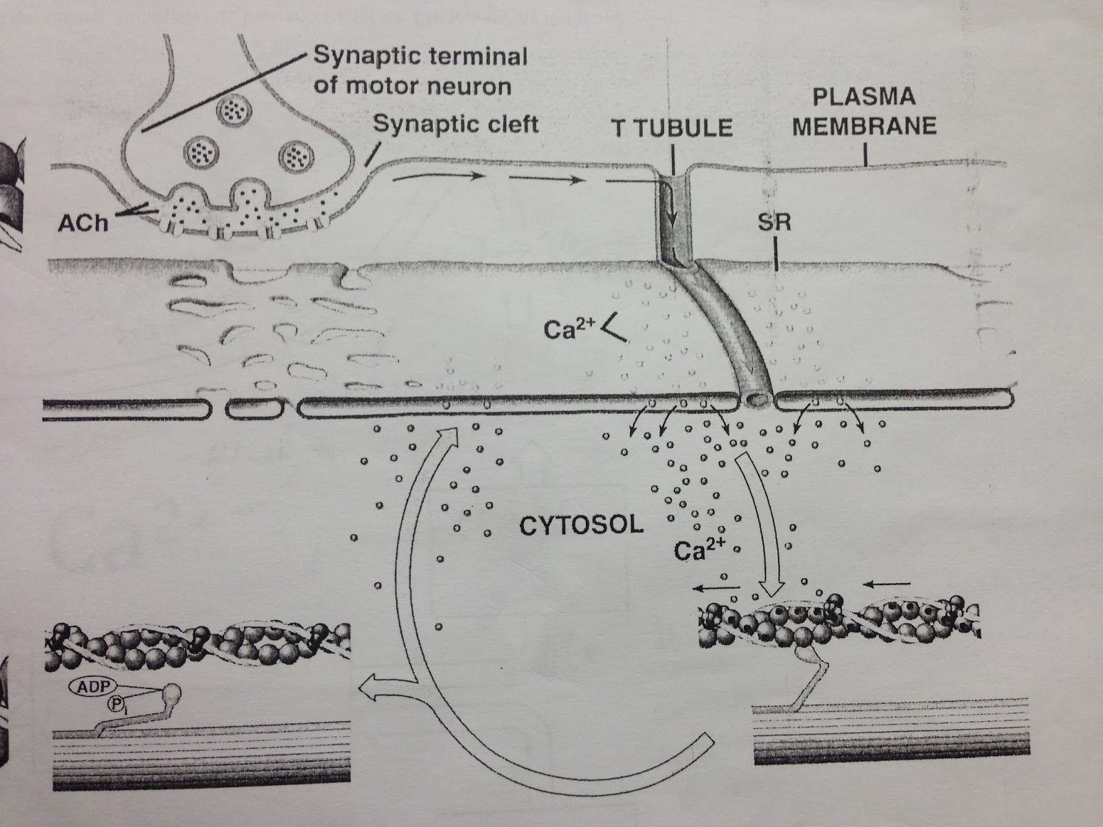 Blog for Bio: The tedious process of muscle contraction