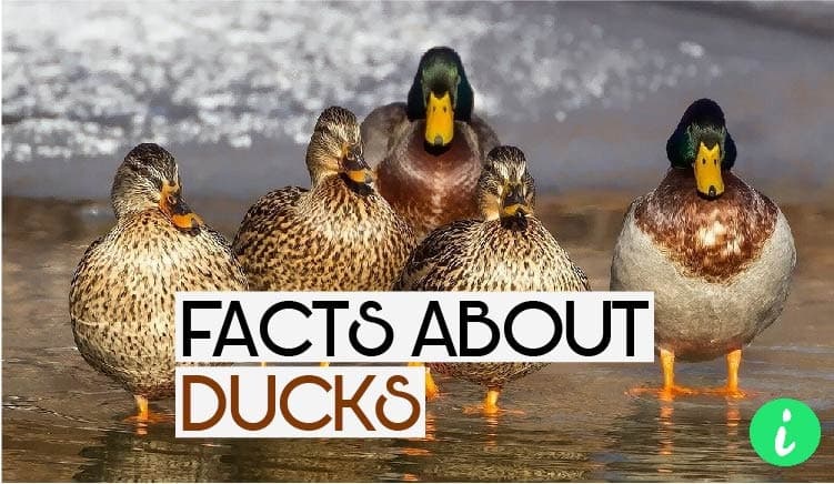 Duck Facts