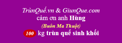 Trùn quế BMT