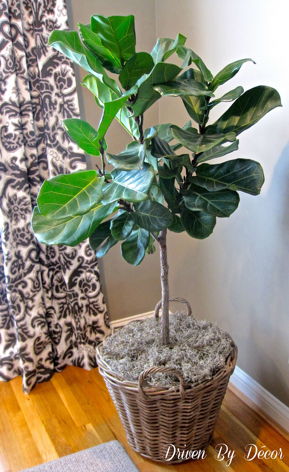 My New Succulents And Fiddle Leaf Fig Tree And The Master