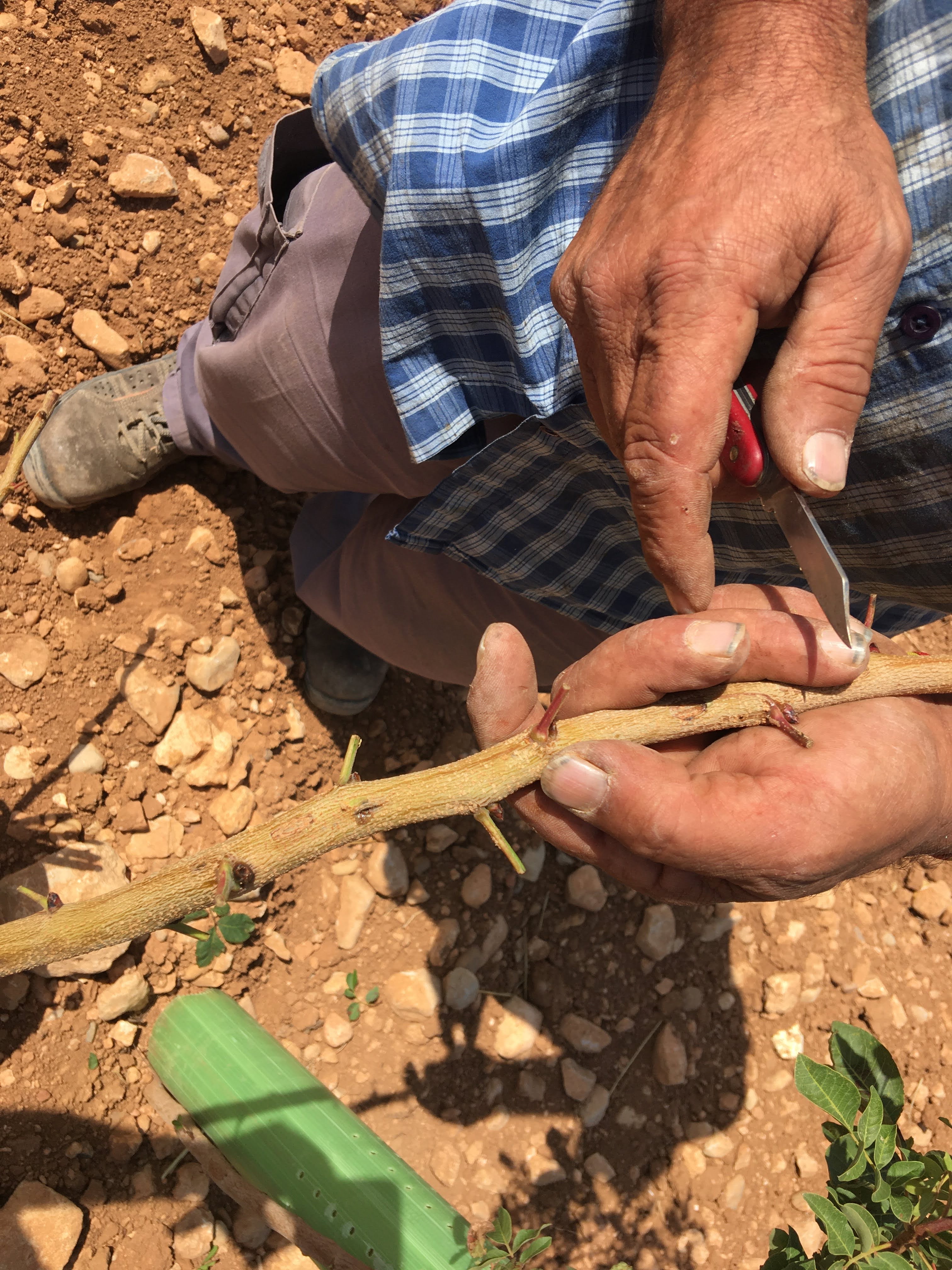 Pistachio graft