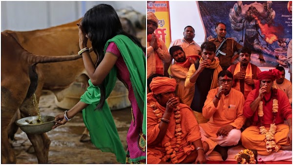 Awalnya Bangga & Berpesta Minum Kencing Sapi untuk Obati Corona, Orang Hindu India Ini Kini Jatuh Sakit