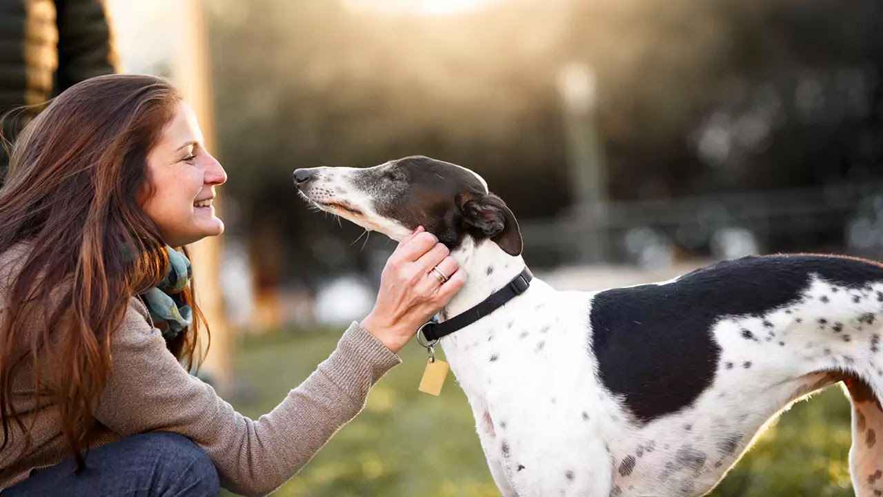 whippet whippet