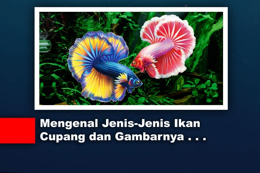 √ Mengenal JenisJenis Ikan Cupang dan Gambarnya