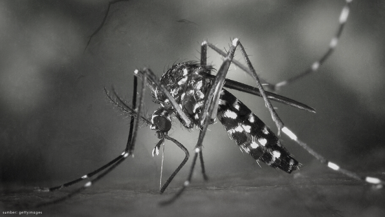 Perbedaan Demam Berdarah dan Malaria