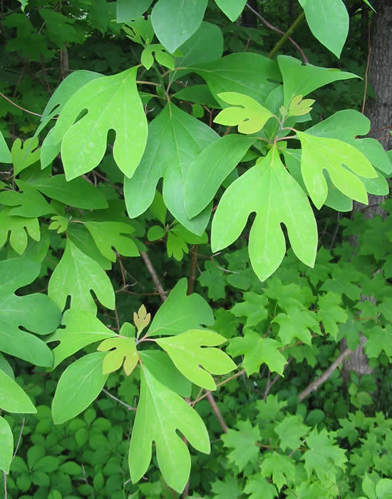 Sassafras