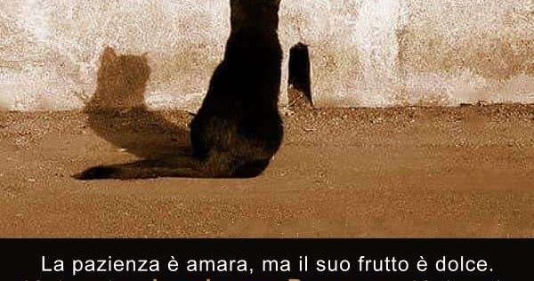 Aforismario Aforismi Frasi E Proverbi Sulla Pazienza