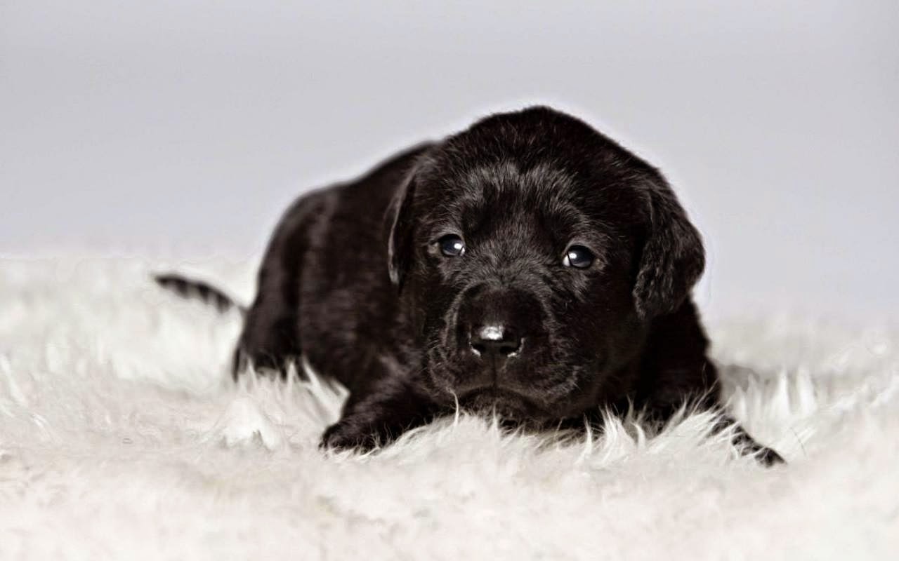 Cute black Labrador Retriever puppies pictures, Dogs photos | Nice