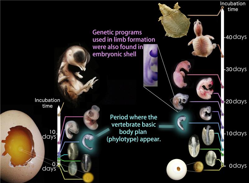 Species New to Science: [Testudology • 2013] The draft genomes of soft ...