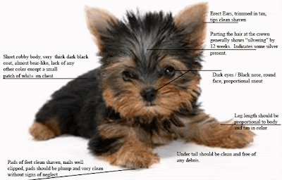 Teacup Yorkie Some Important Steps In Yorkie Puppy Care