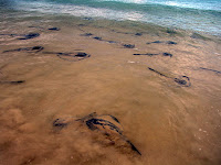 Prolific Rays on Flour Beach, Floreana, Galapagos