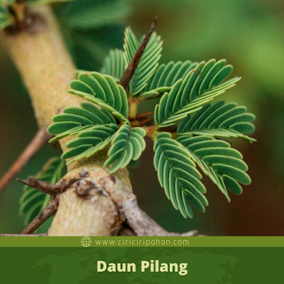 Daun Pilang