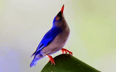 Daftar Harga Burung Rambatan Update Terbaru Ketika Ini
