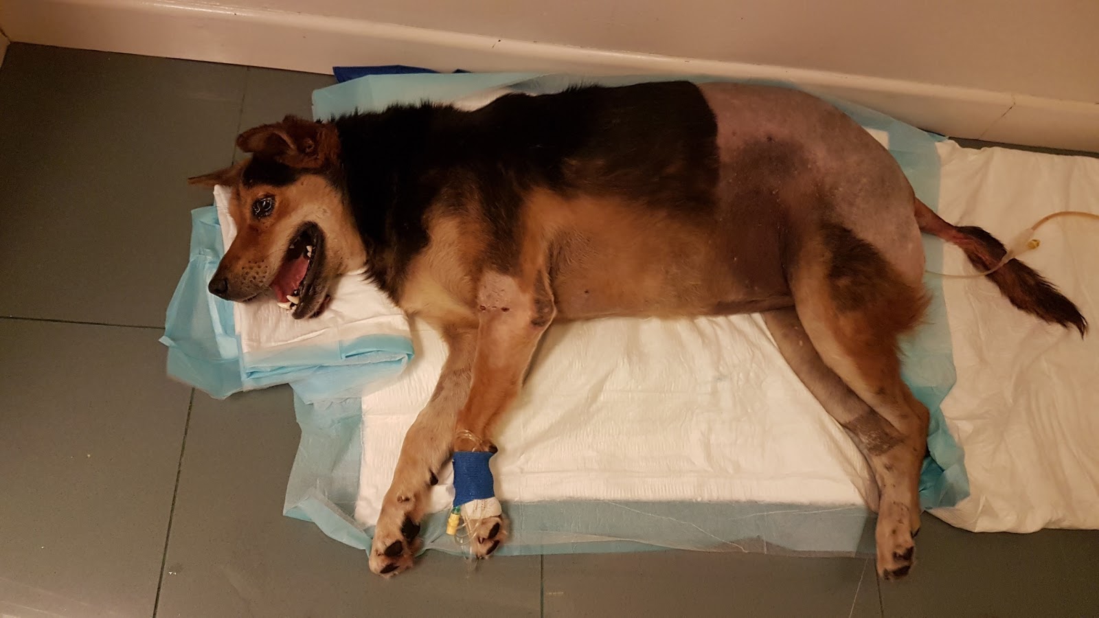 HOPE Dog Rescue Donut's Out of Surgery