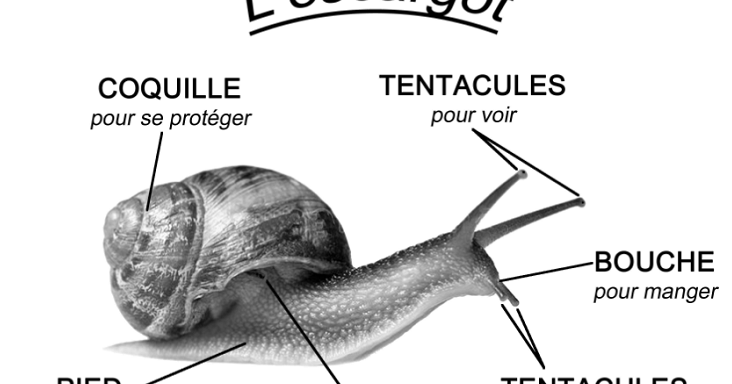 L'escargot, sa fiche technique