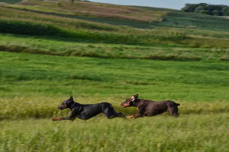 Puppy Fun Photo by Trisha Field